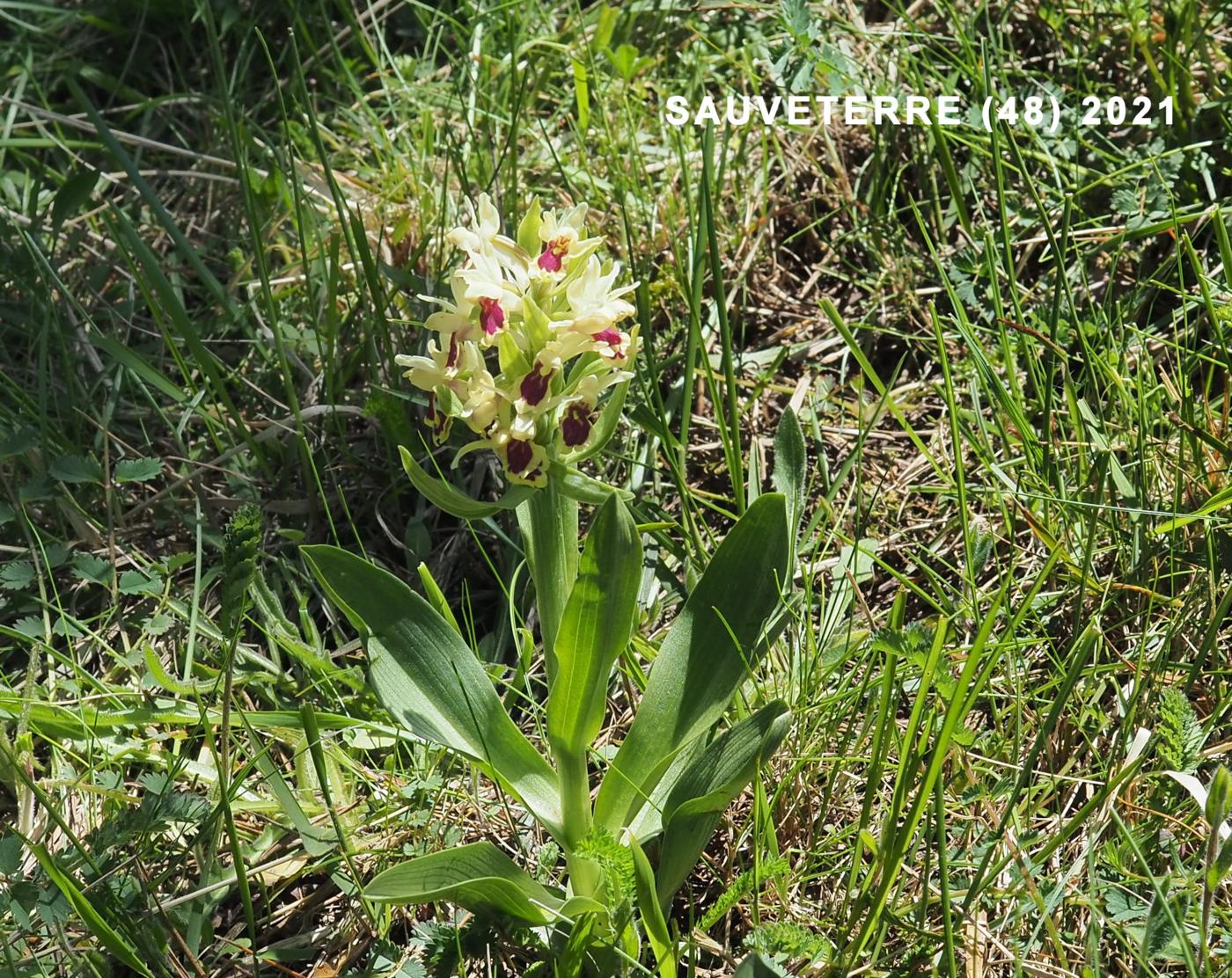 Orchid, Elder-flowered plant